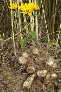 根皮枝叶配料食品土壤高清图片