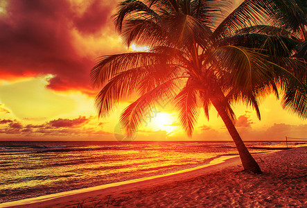 巴巴多斯可可植被射线日出椰子阳光情调树木风景旅游高清图片
