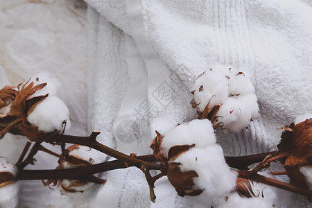 棉花花白色热带枝条棉布产品毛巾种子植物学浴衣植物高清图片
