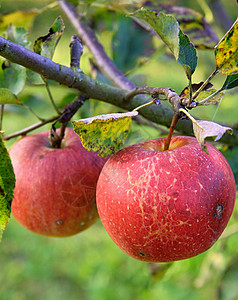 树上的苹果美食叶子绿色农业花园饮食食物水果生活红色高清图片