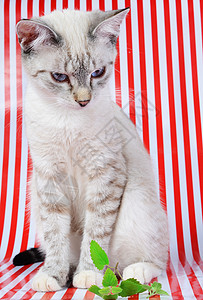 灰色条纹猫猫和小猫咪条纹哺乳动物白色动物绿色草本植物鼻子草本眼睛树叶背景