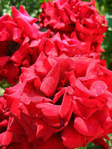 美丽的红玫瑰花朵树叶疗法芳香生日植物学花瓣生活叶子绿色粉色背景图片