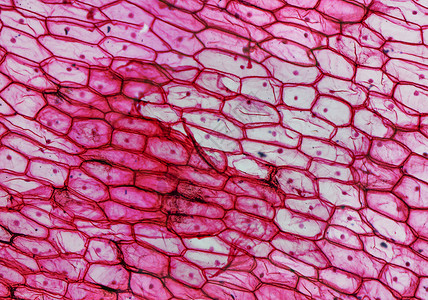 洋葱表皮细胞洋葱皮层显微镜细胞实验室细胞核光学显微照片红色科学表皮皮肤背景