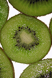 埃里卡莱斯植物科横截面高清图片