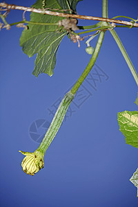 埃及黄瓜aka 埃及黄瓜纤维状幼果水果植物藤蔓蔬菜海绵抹布葫芦背景图片