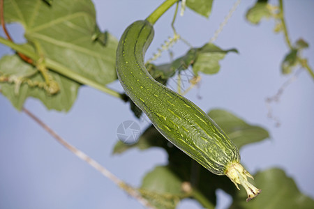 埃及黄瓜aka 埃及黄瓜抹布纤维状蔬菜藤蔓海绵水果植物葫芦幼果背景图片