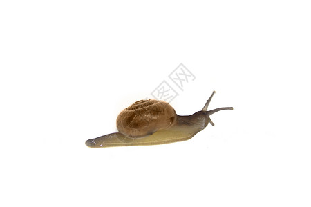 硝基苯蜗牛豆科动物高清图片