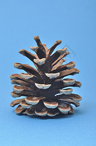 松锥松果针叶季节饰品植物学种子环境锥体森林木头背景图片