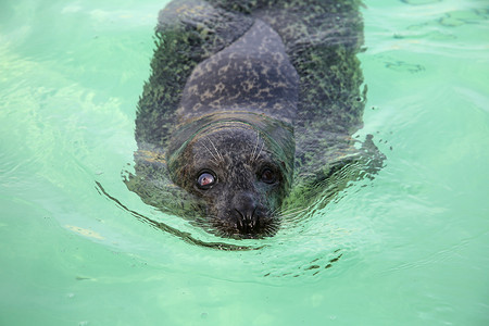 受伤海豹素材密封 Texel损害动物狮子屏幕托儿所胡须眼睛野生动物生活游泳背景