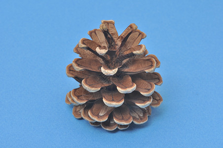 松锥棕色环境饰品季节松果木头森林锥体针叶种子背景图片