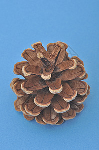 松锥种子季节环境针叶棕色松果饰品植物学木头锥体背景图片