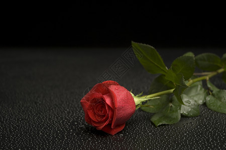 湿玫瑰系列花店飞沫红色背景图片