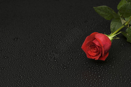 湿玫瑰系列飞沫红色花店背景图片