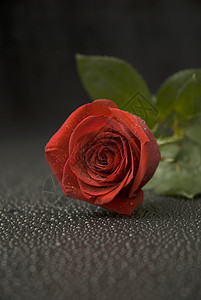 湿玫瑰系列红色飞沫花店背景图片