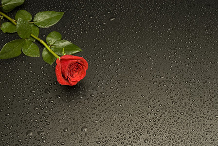 湿玫瑰系列红色飞沫花店背景图片