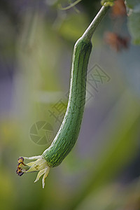 又名埃及黄瓜aka 埃及黄瓜海绵纤维状水果葫芦植物蔬菜藤蔓幼果抹布背景