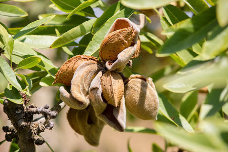 杏仁分公司粮食蓝色果园蔬菜水果场地植物干果花园生物背景图片