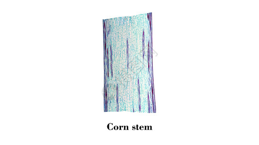 玉米干显微图科学微图显微镜照片植被植物光显微实验室宏观光学背景图片