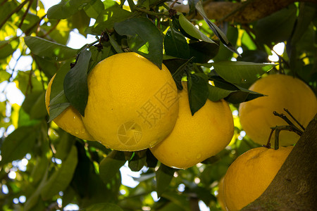 葡萄果果汁植物饮食蓝色热带气候树叶果园水果食物高清图片