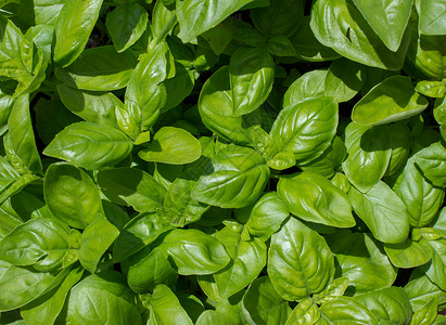 巴西尔植物学烹饪饮食蔬菜幼苗食物叶子草本植物树叶植物背景图片