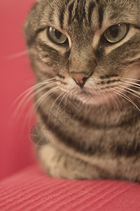 坐在红沙发背面的Tabby猫高清图片