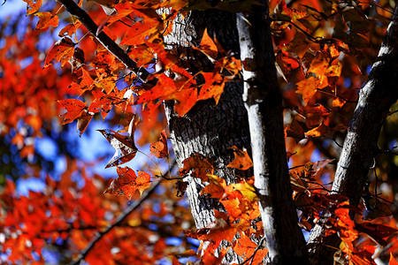 改变秋天的颜色季节性的有色高清图片
