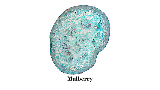 Mulberry 显微图显微镜植物群植物照片幻灯片植被细胞光显微微图科学背景