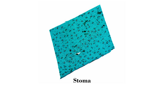 过塑照片Stoma 显微镜背景