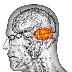 脑壳疼3d为人体脑脑的医学插图脑壳脊髓颅骨解剖学大脑嗅觉髓质垂体小脑脑桥背景