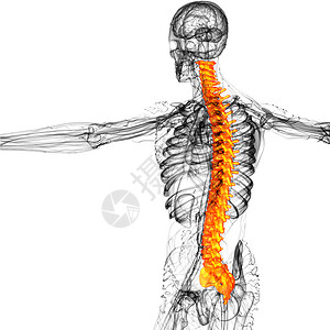 背部骨骼3d为人体脊椎的医学插图生物学脊柱椎骨骨头解剖学医疗骶骨腰椎背痛胸椎背景