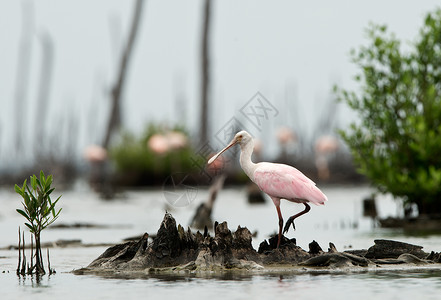 玫瑰松饼羽毛池塘荒野动物湿地动物群玫瑰账单水鸟勺子高清图片