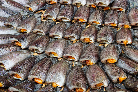 恶搞卖龙素材市场上的鱼类腹肌蛇皮贸易水生动物食物胸毛动物交易鱼肉商业背景