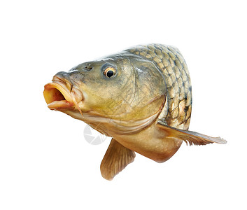 嘴张开的鱼虾鱼背景图片