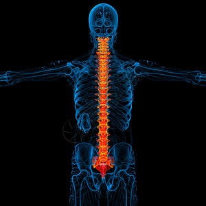 3d为人体脊椎的医学插图生物学颈椎病骨干腰椎医疗骨骼解剖学骶骨骨头椎骨背景图片
