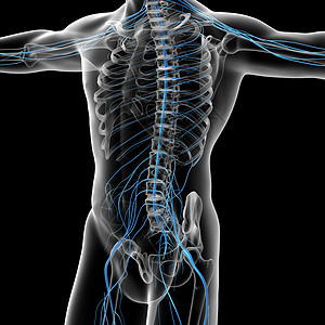 3d 说明男性神经系统的情况绳索医疗胸椎骶骨生物学神经腰椎背景图片