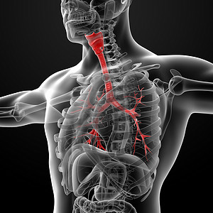 烟花生理科学支气管解剖学裂片医疗紫色插图器官渲染背景图片