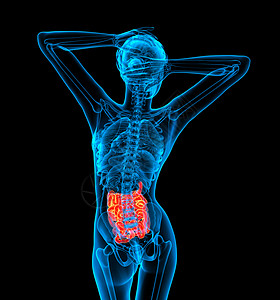 3d 表示小肠的插图男性身体男人医疗器官胸部解剖学背景图片