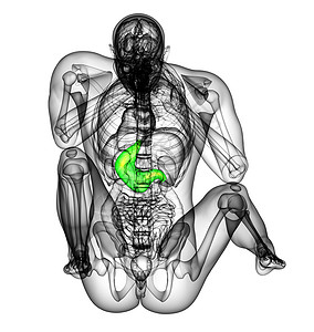 3d为胃部的医学插图器官医疗胸部解剖学背景图片