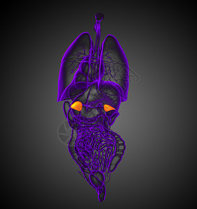 腺肌症3d为人类肾上腺的医学插图器官内分泌肾脏医疗髓质实质球藻网状肌雄激素荷尔蒙背景