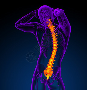 3d为人体脊椎的医学插图胸椎骨骼颈椎病腰椎脊柱背痛骨干骨头医疗骶骨背景图片