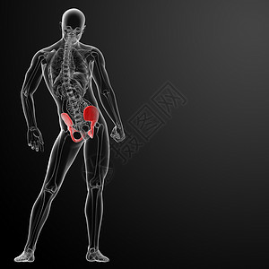 耻骨疼痛3d 在X光片下立骨盆手术外科股骨辐射病人医院解剖学耻骨疾病工具背景