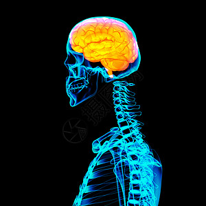 人类红脑X光x光小脑骨骼诊断身体药品智力想像力插图科学背景图片