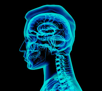 头颅骨正面男性大脑药品躯干诊断脑壳腹部身体放射科科学骨骼插图背景