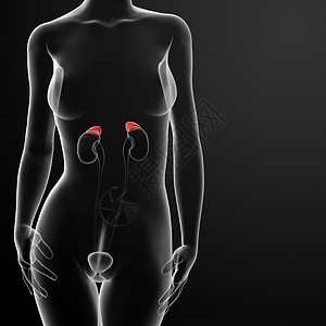 皮质醇女性肾上肾上腺解剖X光姿势器官球状带解剖学内分泌皮层髓质科学网状带诊断背景
