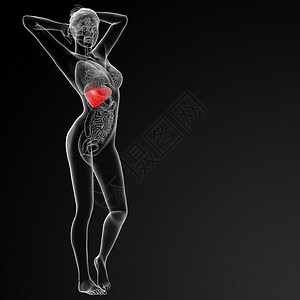 肝脏女士骨骼红色生物学癌症医疗x光疾病器官女性背景图片