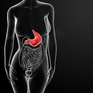 3d 雌性胃的变异解剖学器官紫色食道渲染科学生理溃疡橙子医疗背景图片