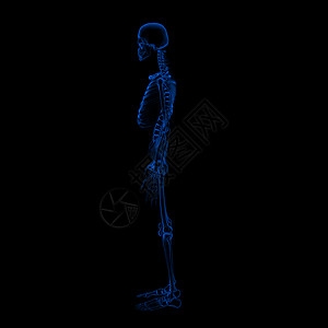 髂骨3d 以黑色背景制成色素科学压力脊柱解剖学插图医疗骨头肋骨骨骼胸部背景