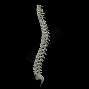 人类脊椎背痛腰椎盘子解剖学椎骨胸部髂骨射线医疗生物背景