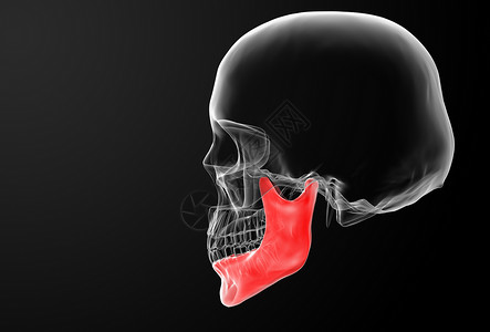 下巴骨头药品艺术生物学黑色生活下颌白色教育身体骨骼高清图片