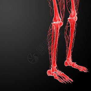 供应系统3d 使淋巴系统腿目可见医疗航海蒸汽细胞命令癌症节点音乐器官血管背景